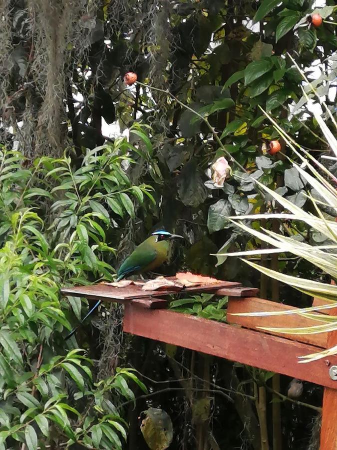 Eco Hostal Casa La Juana Bed & Breakfast Medellin Ngoại thất bức ảnh